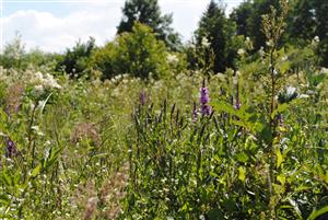 Lythrum, Filipendula 