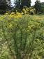 Senecio erucifolius tesne za južným okrajom vyhraničenej TML, avšak na totožnom biotope