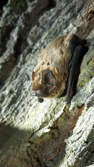 Nyctalus leisleri