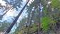 Reliktné vápnomilné borovicové a smrekovcové lesy (19.6.2023)