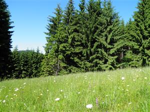 Pohľad na časť lokality s výskytom 4 druhov orchideí 