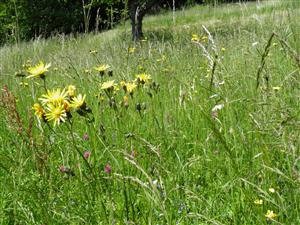 Detailnejší záber biotopu