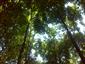 Lužné dubovo-brestovo-jaseňové lesy okolo nížinných riek (8.8.2013)