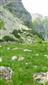 Alpínske trávinnobylinné porasty na silikátovom substráte (22.7.2023)
