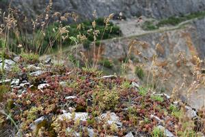 Typická druhová kombinácia s druhmi Poa badensis a Sedum album.