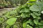 Aconitum variegatum v poraste Petasites hybridus