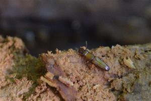Prostomis mandibularis