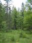 Brezové, borovicové a smrekové lesy na rašeliniskách (10.7.2013)