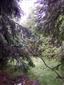 Brezové, borovicové a smrekové lesy na rašeliniskách (19.7.2013)