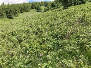 pohľad na zarastanie Rubus idaeus