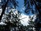 Brezové, borovicové a smrekové lesy na rašeliniskách (23.7.2013)