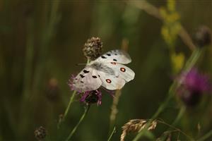 foto cieľového druhu