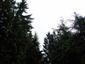 Brezové, borovicové a smrekové lesy na rašeliniskách (19.7.2013)