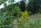 Lysimachia, Filipendula, Mentha	