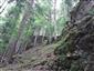 Lipovo-javorové sutinové lesy (5.6.2023)