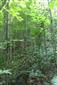 Lipovo-javorové sutinové lesy (2.7.2013)