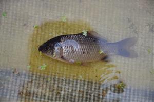 Carassius sp.