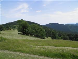 Pohľad na časť pokosenej lokality