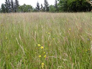 Detailný pohľad na biotop