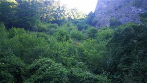 Pohľad na TML od cesty - zarastenie krovinami.