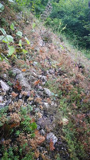 Otvorené sutinové oko obklopené krovím - detailný pohľad.
