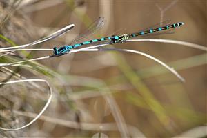 Coenagrion ornatum pár po kladení.