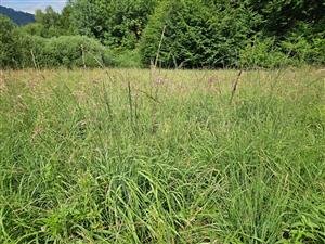 Molinia prerastajúca biotop na ploche, medzi trsmi stále prítomné aj slatinné druhy.