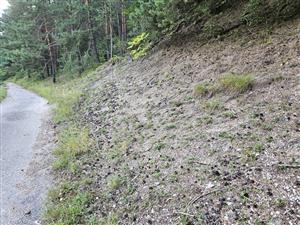 Celkový pohľad, horná časť TML. Po zastavení chovu oviec v doline pionierske biotopy popri ceste upadajú, chýbajú disturbancie.