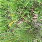 Suchomilné travinnobylinné a krovinové porasty na vápnitom podloží (*dôležité stanovištia Orchideaceae) (13.5.2023)
