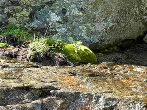 Cochearia tatrae v stene Gerlachu