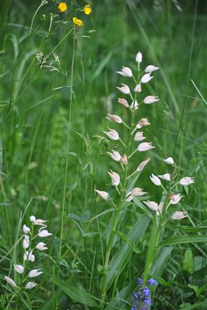 Cephalanthera longifolia