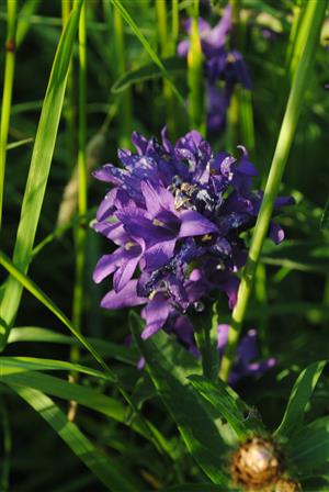 Campanula glomerata 1