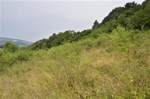 zarastajúca časť polygónu