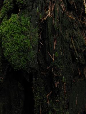 záber na TMP_1 s jedincami Buxbaumia viridis