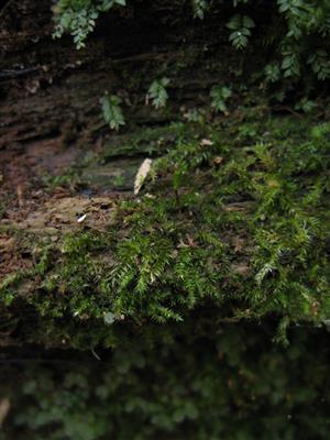  záber na TMP_2 s jedincom duhu Buxbaumia viridis