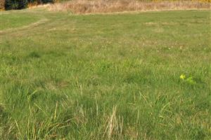 Travny porast na lokalite