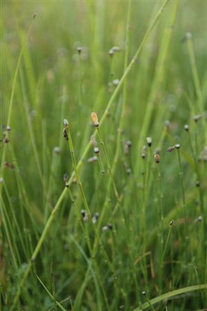 Equisetum variegatum