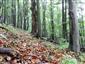 Bukové a jedľové kvetnaté lesy (19.9.2013)
