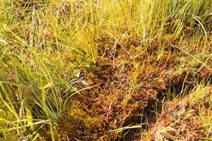 detail vegetácie vápnitej slatiny