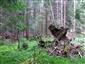 Brezové, borovicové a smrekové lesy na rašeliniskách (13.8.2013)