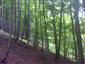 Lipovo-javorové sutinové lesy (20.8.2013)