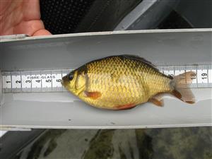 Carassius carassius