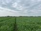 trasochvost biely (27.4.2023)