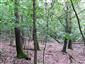 Karpatské a panónske dubovo-hrabové lesy (2.9.2013)