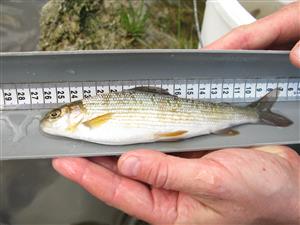 Thymallus thymallus