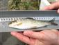 Thymallus thymallus