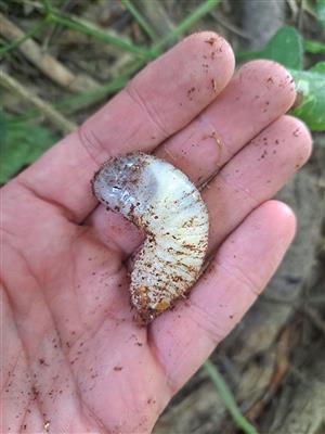 Larva pižmovca.
