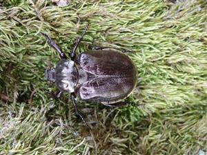 Osmoderma barnabita (eremita)