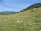 jašterica bystrá (10.8.2013)