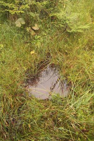 Dicranella palustris